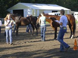 The horse judging contest may consist of four classes of four horses, two halter and two performance, to be judged by 4-H members in the elementary, junior and senior age divisions. 