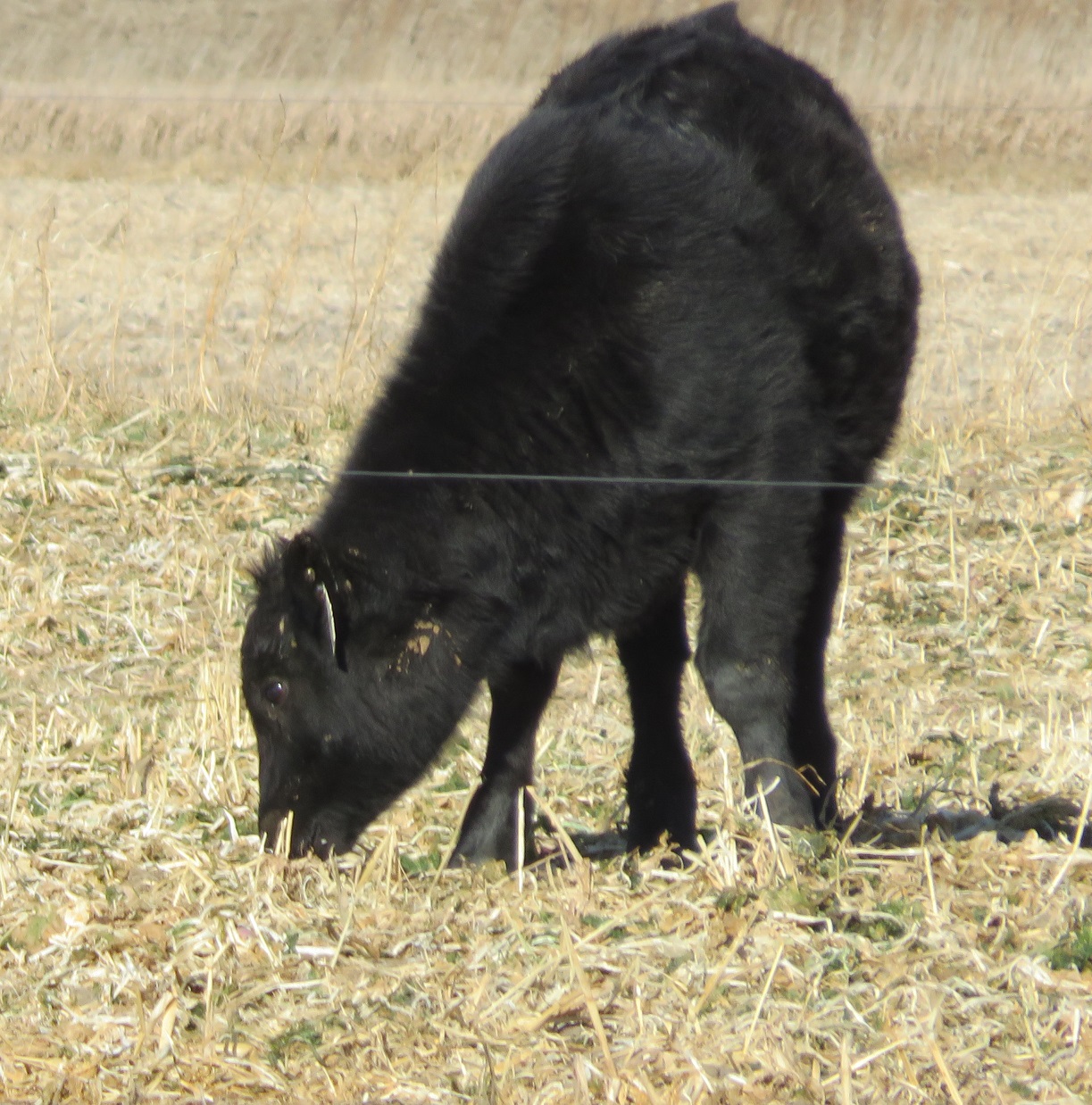 One way to add additional weight to fall weaned calves prior to selling them is to graze them on cover crops in the fall.  Photo courtesy of Mary Drewnoski.