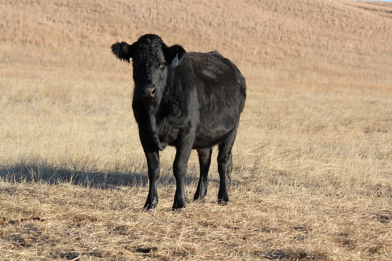 Producers must continue to follow BQA principles when determining the proper administration method, technique, and tools.  Photo courtesy of Troy Walz.