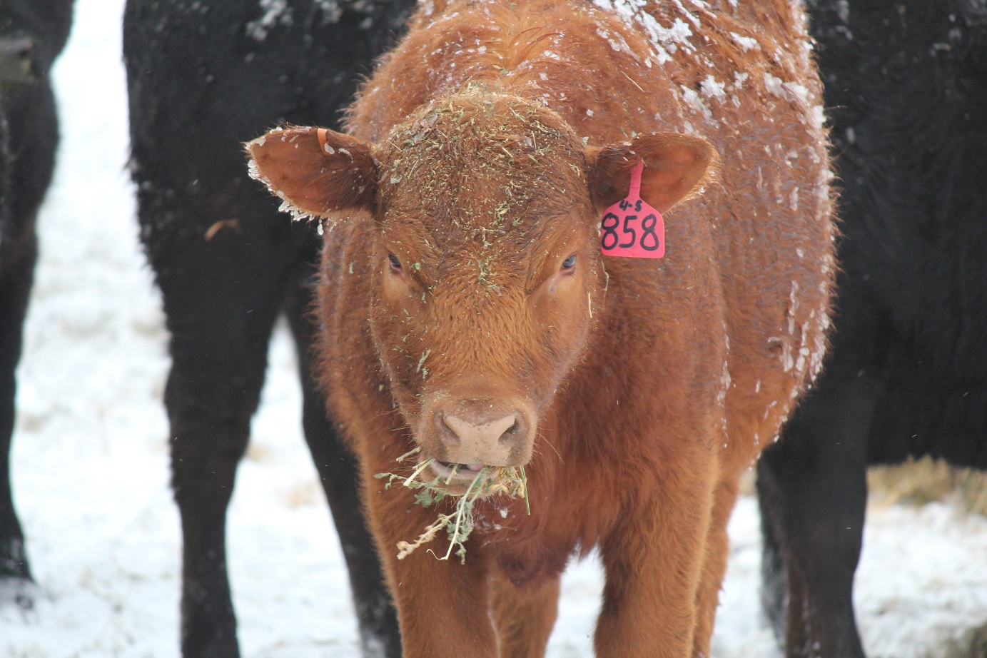 Research has shown that heifer calves implanted one time at about 2 months of age had very little impact on subsequent conception rates or calving difficulty.  Photo courtesy of Troy Walz.