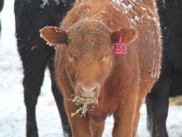 When deciding to implant replacement yearling females, the current (or expected) market conditions for pregnant heifers and feeder heifers must be considered.  Photo courtesy of Troy Walz.