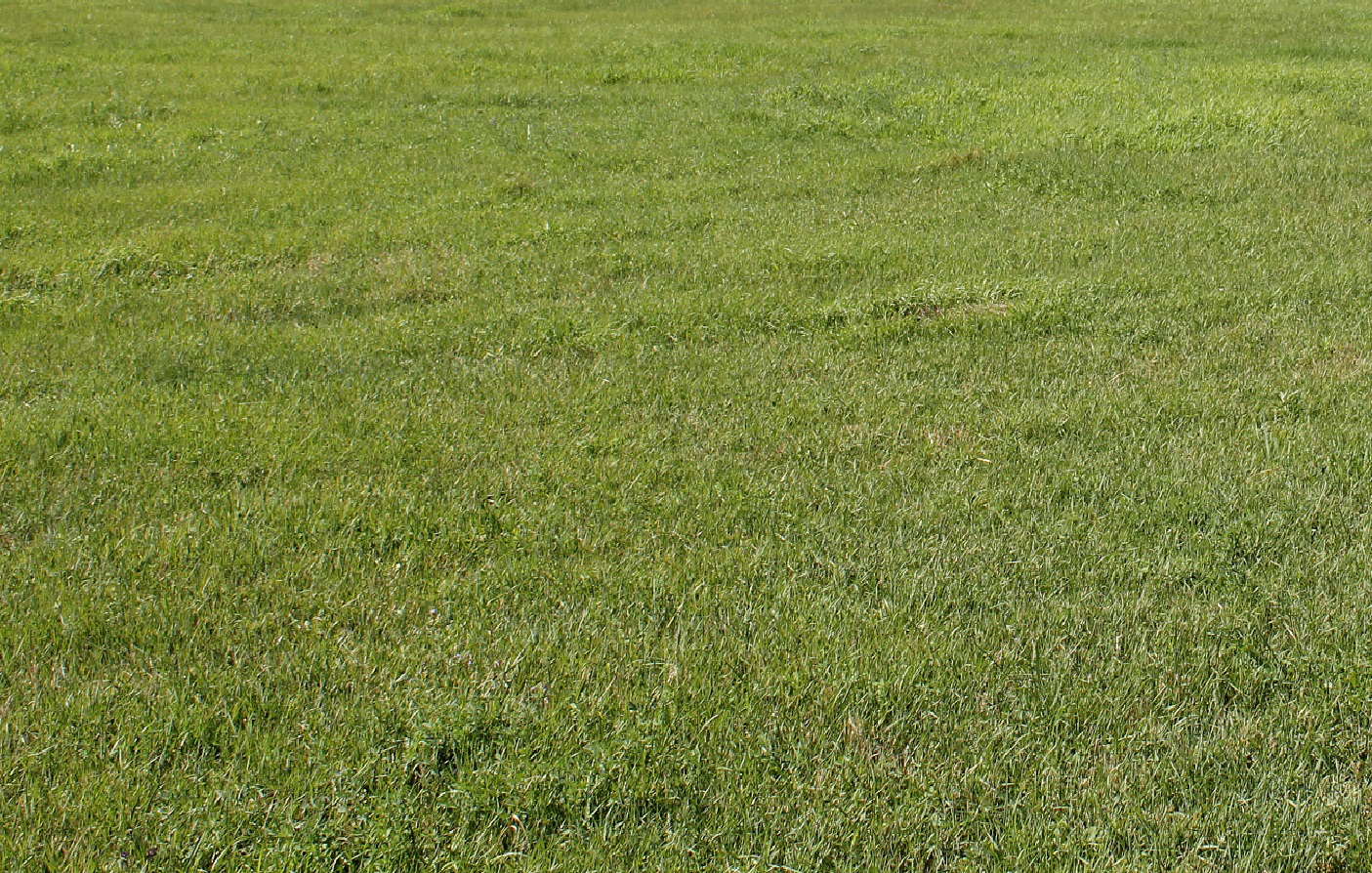 Hay meadows respond well to fertilizer.  Photo courtesy of Troy Walz.