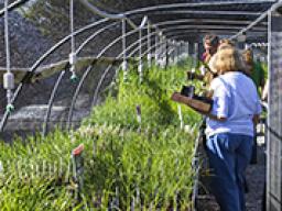 Arboretum plant sales for Fridays through June 17 at the East Campus greenhouse.