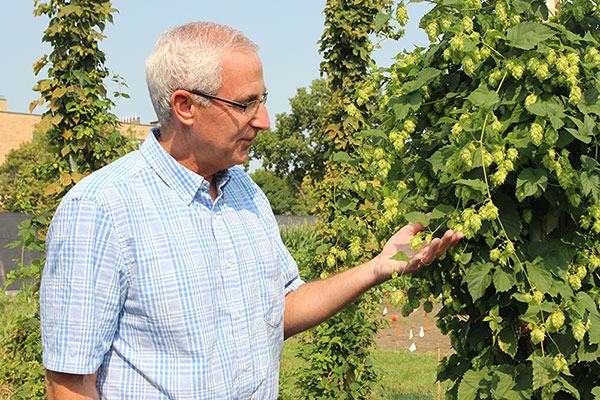 UNL's Stacy Adams examines hops in East Campus test gardens during the 2015 growing season. 