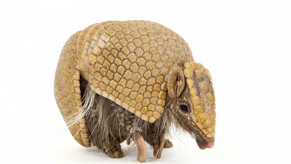 The "National Geographic Photo Ark" by Joel Sartore, on display in Morrill Hall, includes this photo of a southern three-banded armadillo (Tolypeutes matacus). (Joel Sartore/National Geographic)