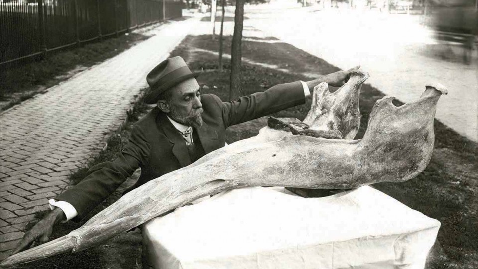 University of Nebraska paleontologist E.H. Barbour informally measures a gomphothere specimen. This photo will be part of the exhibition "Lost World of E.H. Barbour: Renaissance Man on the Plains," opening June 3 in Love Library South.  (Courtesy photo | 
