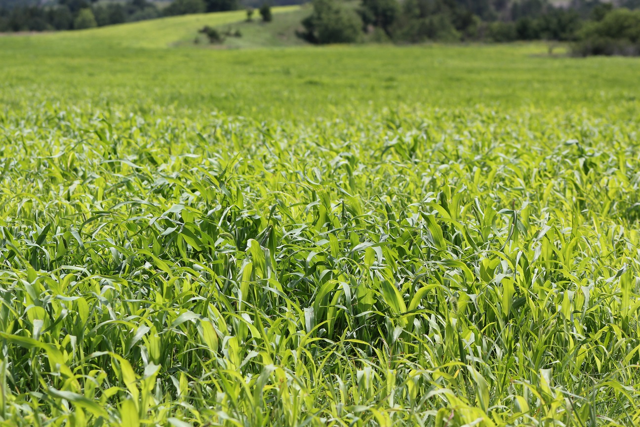 Annual Forage Insurance coverage is available in Nebraska for annual forage plants seeded for use as livestock feed or fodder. Photo courtesy of Troy Walz.