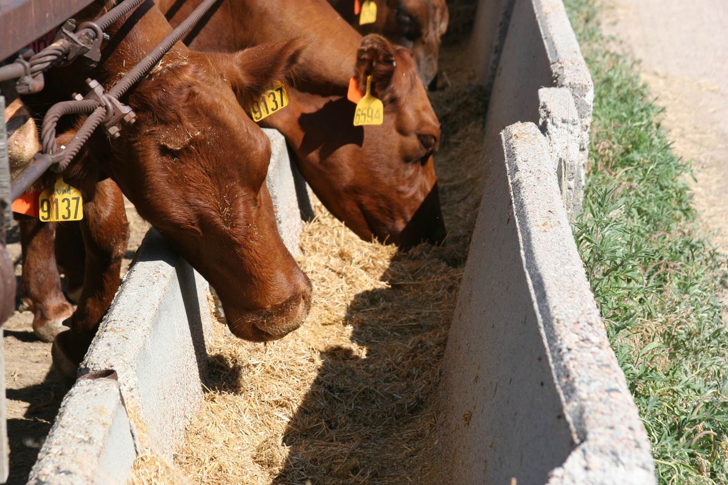 Dry lot feeding of summer calving cows may be a cost competitive production system when grass prices are high, distillers grains prices are comparatively low, and corn stalks are readily available for grazing. Photo courtesy of Aaron Berger.