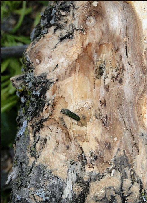 This adult emerald ash borer is in a tree in Pulaski Park in Omaha. (Couresy Nebraska Forest Service)