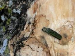 This adult emerald ash borer is in a tree in Pulaski Park in Omaha. (Couresy Nebraska Forest Service)