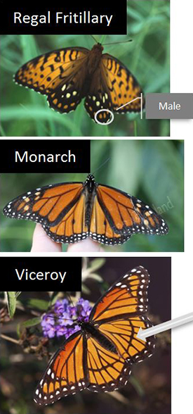 Nebraska Game and Parks needs help tracking monarchs. (Courtesy of OutdoorNebraska.gov)