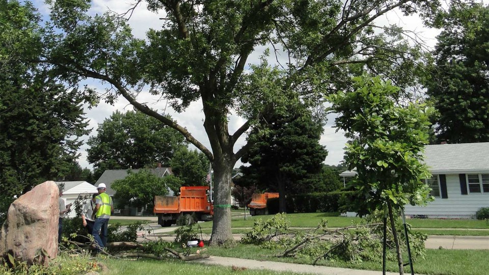 The Nebraska Department of Agriculture announced June 8 that emerald ash borer, the highly invasive insect that attacks and kills all species of North American ash trees, was discovered in this tree during a site inspection in Omaha's Pulaski Park.