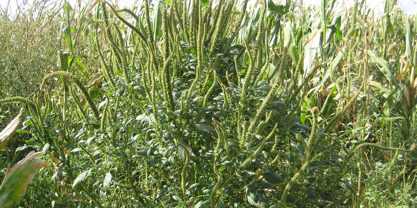   Palmer amaranth, a member of the pigweed (Amaranthaceae) family, is one of the most troublesome weeds in Nebraska corn fields.