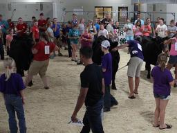 At the 4-H/FFA Livestock Judging Contest during the Lancaster County Super Fair, Youth may judge as individuals or teams. Teams will consist of four youth and one adult. 