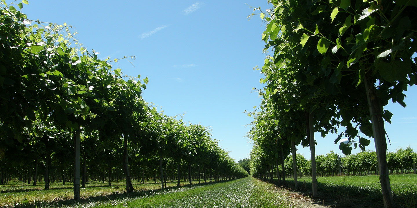   Old Cellar Vineyard, Arapahoe, Nebraska, will be the site for UNL viticulture field day July 16.