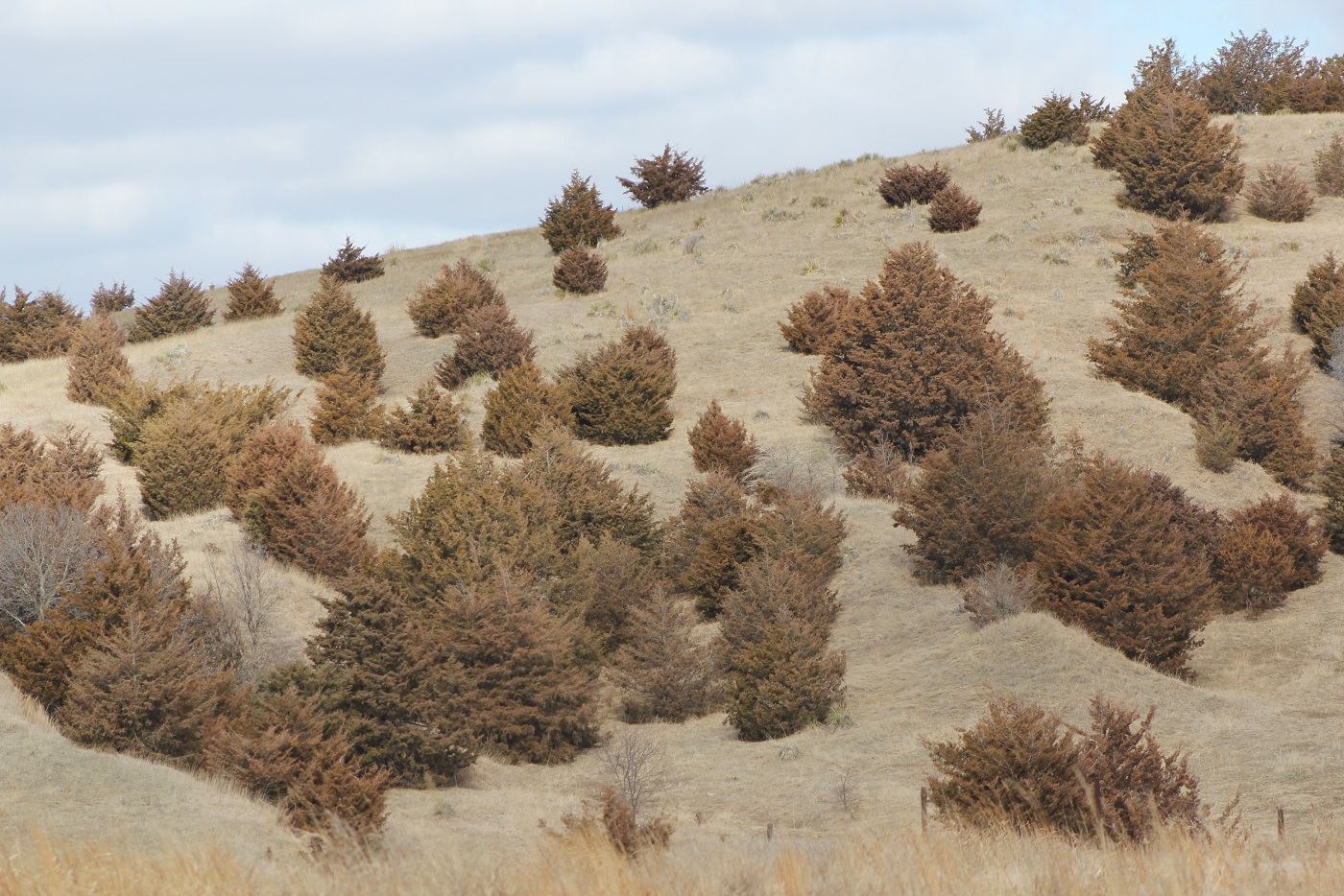 As cedars continue to expand in Nebraska, the School Land Trust has initiated an aggressive campaign to protect grazing revenue and halt cedar invasions onto Trust lands. Photo courtesy of Troy Walz.