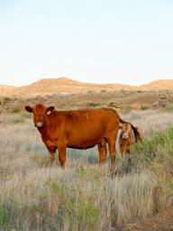 In Nebraska, spring calving is the prevailing cow-calf production system and non-pregnant (“open”) females are often sold in October and November as cull cows.  Photo courtesy of Aaron Berger