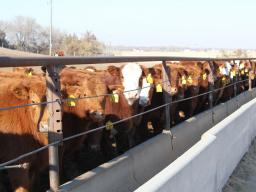 As January 1, 2017 nears, beef cattle producers need to be prepared for the Veterinary Feed Directive (VFD) regulation.  Photo courtesy of Troy Walz.
