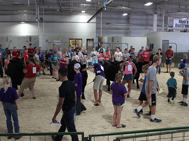 At the 4-H/FFA Livestock Judging Contest during the Lancaster County Super Fair, Youth may judge as individuals or teams. Teams will consist of four youth and one adult.