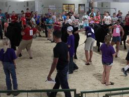 At the 4-H/FFA Livestock Judging Contest during the Lancaster County Super Fair, Youth may judge as individuals or teams. Teams will consist of four youth and one adult.