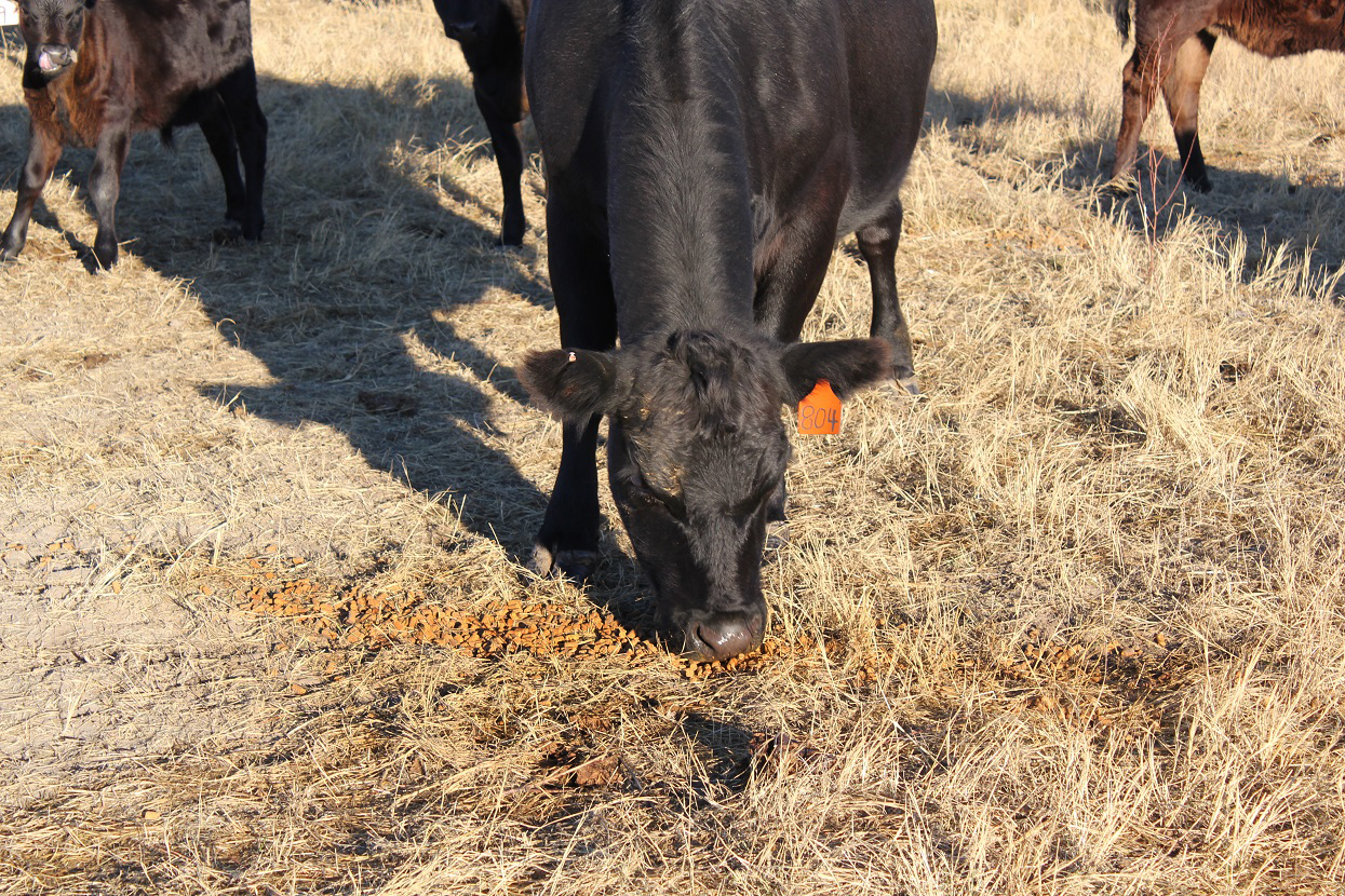 One of the big differences between corn and corn distillers grains is the starch content.  Photo courtesy of Troy Walz.