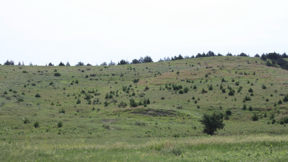 Cedar trees invade grasslands from a windbreak in the Loess Canyons ecoregion. A new report suggests that the expansion of eastern redcedar into grasslands reduces grazing capacity.   |  Photo by Dirac Twidwell
