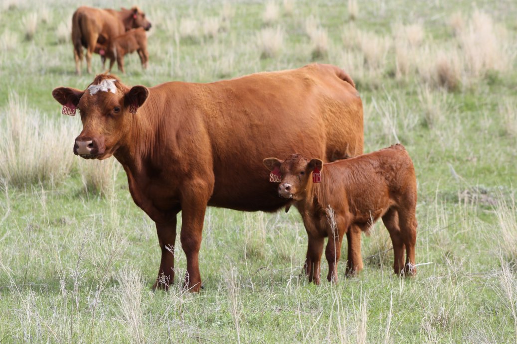Nebraska Extension will be hosting cattle production risk management workshops at five locations during the fall of 2016.  Photo courtesy of Troy Walz.