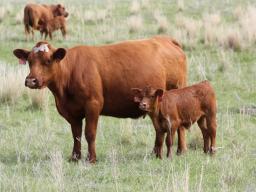 Nebraska Extension will be hosting cattle production risk management workshops at five locations during the fall of 2016.  Photo courtesy of Troy Walz.