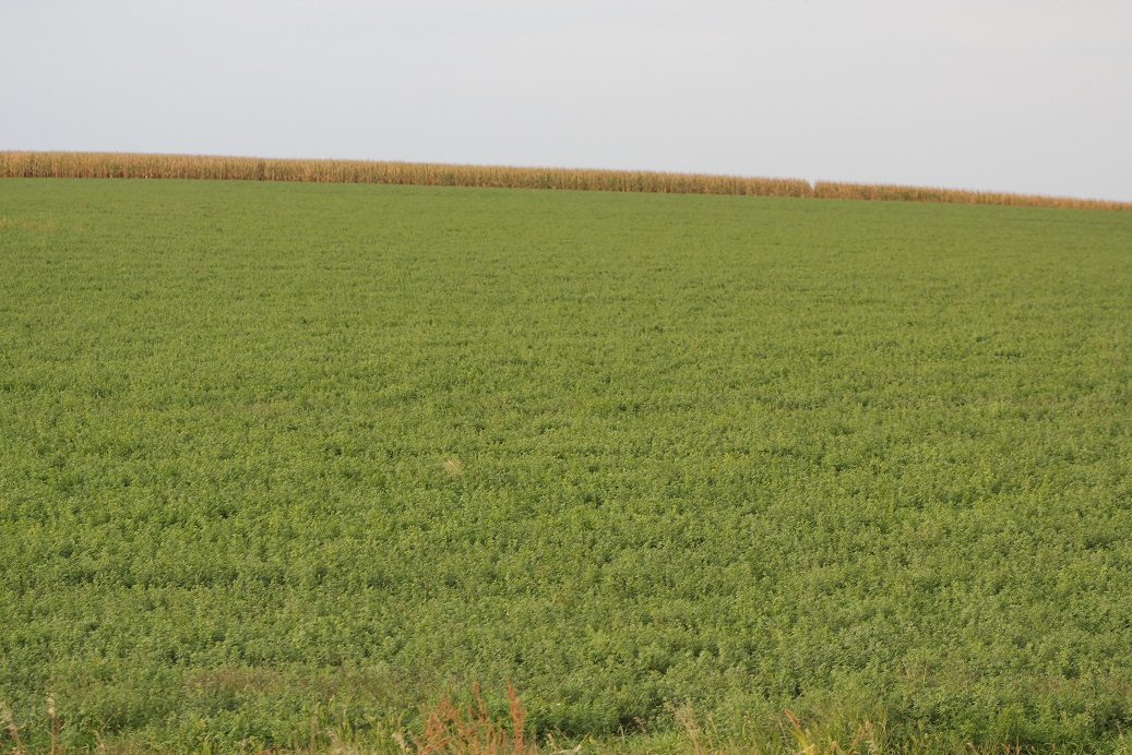 How risky is it to harvest alfalfa during winterizing?  Photo courtesy of Troy Walz.