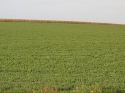 How risky is it to harvest alfalfa during winterizing?  Photo courtesy of Troy Walz.