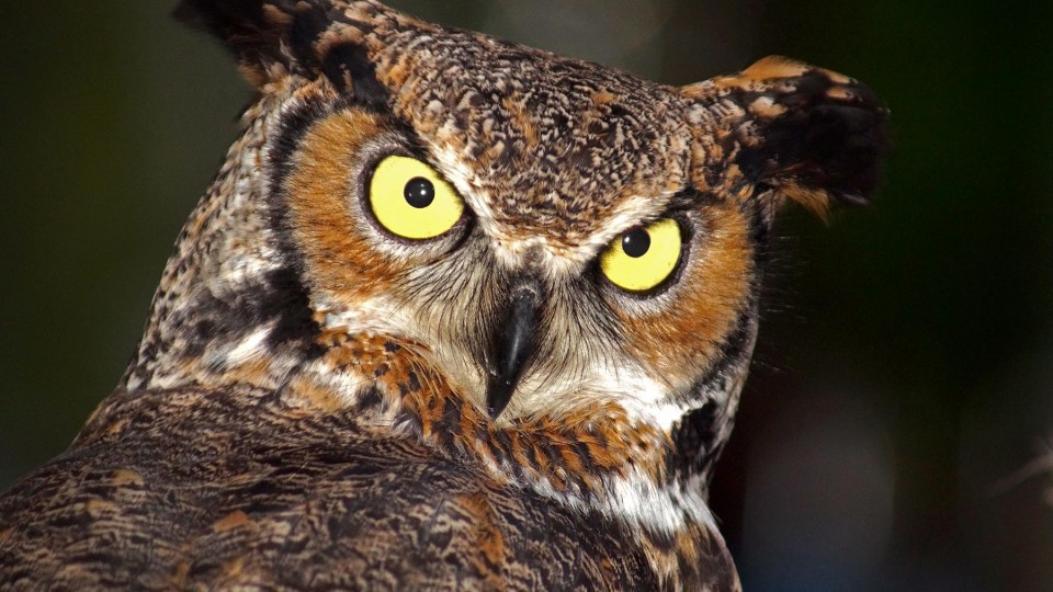  Visitors will experience being predator and prey through a radio-controlled "spider and mouse game" and identify what owls – such as this great horned owl – prey on by dissecting an owl pellet at Sunday with a Scientist Oct. 9 at Morrill Hall. | Courtesy