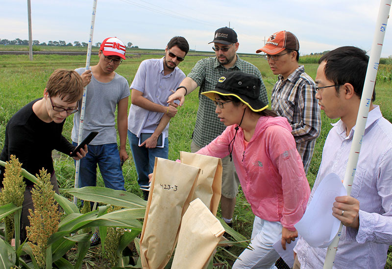 Research Assistant Professor Melinda Yerka, left, and Assistant Professor James Schnable, center pointing, collect data in a sorghum field for a phenotyping project with graduate students and postdoc. | Photo by Lana Koepke Johnson 