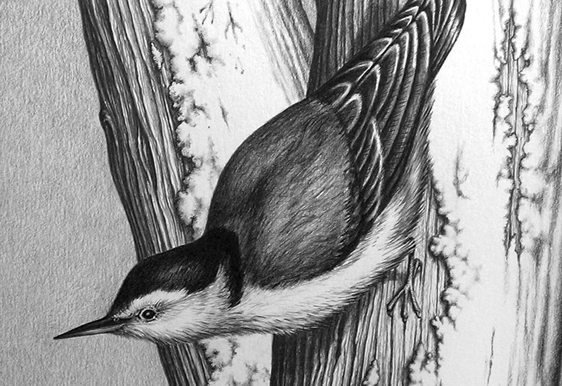White-breasted nuthatch in graphite by Donna Schimonitz