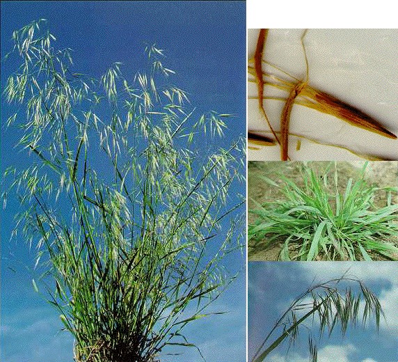 Pest of The Month: Cheatgrass (Bromus tectorum L.) | Announce ...