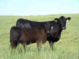For the upcoming 2017 year, cow-calf share leases or cash leases should be reviewed.  Photo courtesy of Aaron Berger, NE Extension Educator.