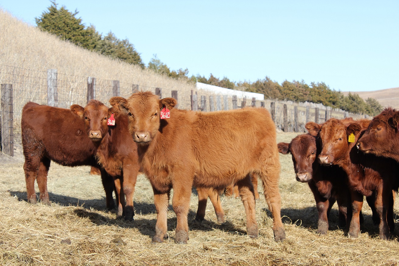 Right after weaning is a good time to analyze the business and see what it cost to produce a pound of weaned calf.  Photo courtesy of Troy Walz, NE Extension Educator.