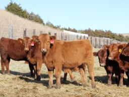 Right after weaning is a good time to analyze the business and see what it cost to produce a pound of weaned calf.  Photo courtesy of USDA NRCS.
