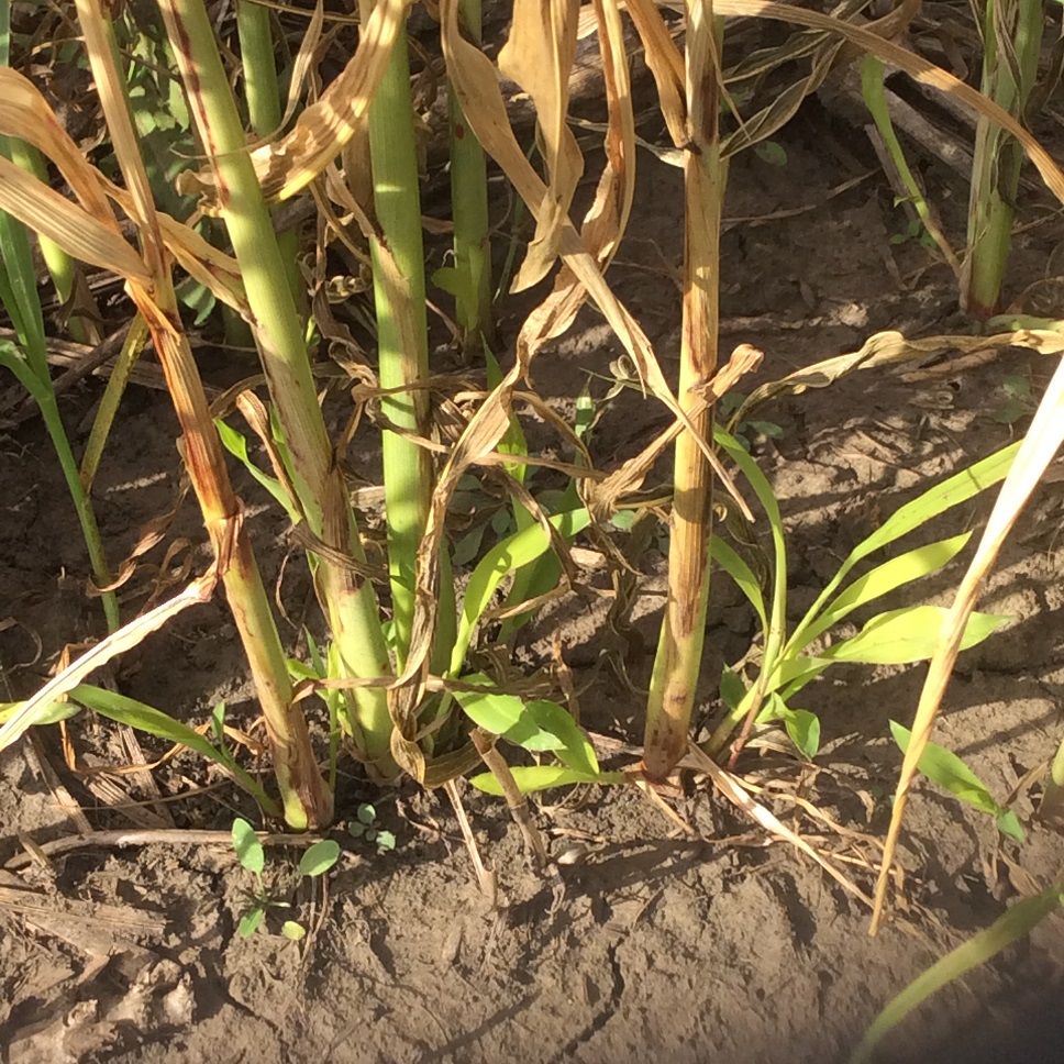 The prussic acid in new growth after a frost in sorghums can be highly toxic to grazing cattle.  Photo courtesy of Daren Redfearn.