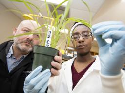Harriet Appeah researches alongside Dr. Richard Wilson in plant pathology.