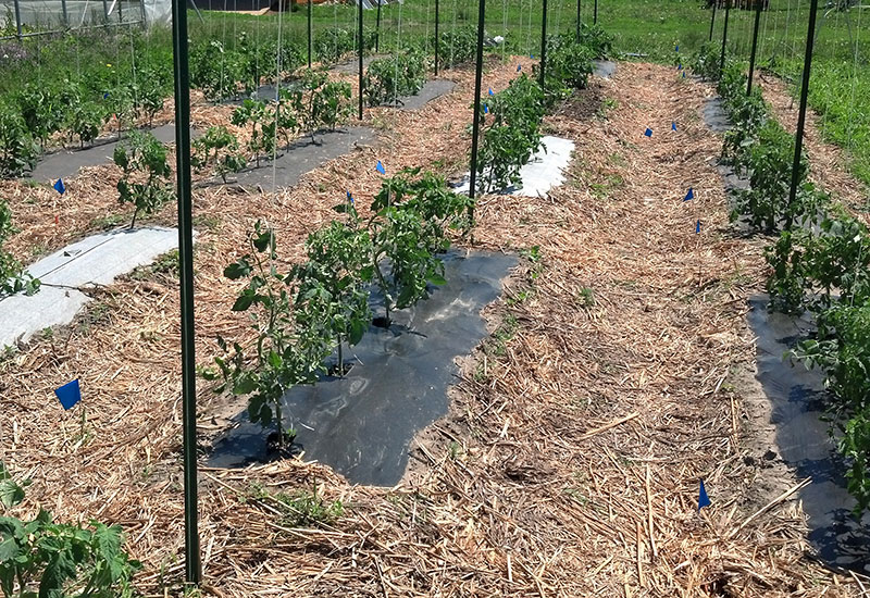 Sam Wortman, assistant professor and environmental horticulturist in the Department of Agronomy and Horticulture has earned a grant to study biodegradable mulch. Shown is one of Wortman's research plots using biodegradable mulch in tomato production. 