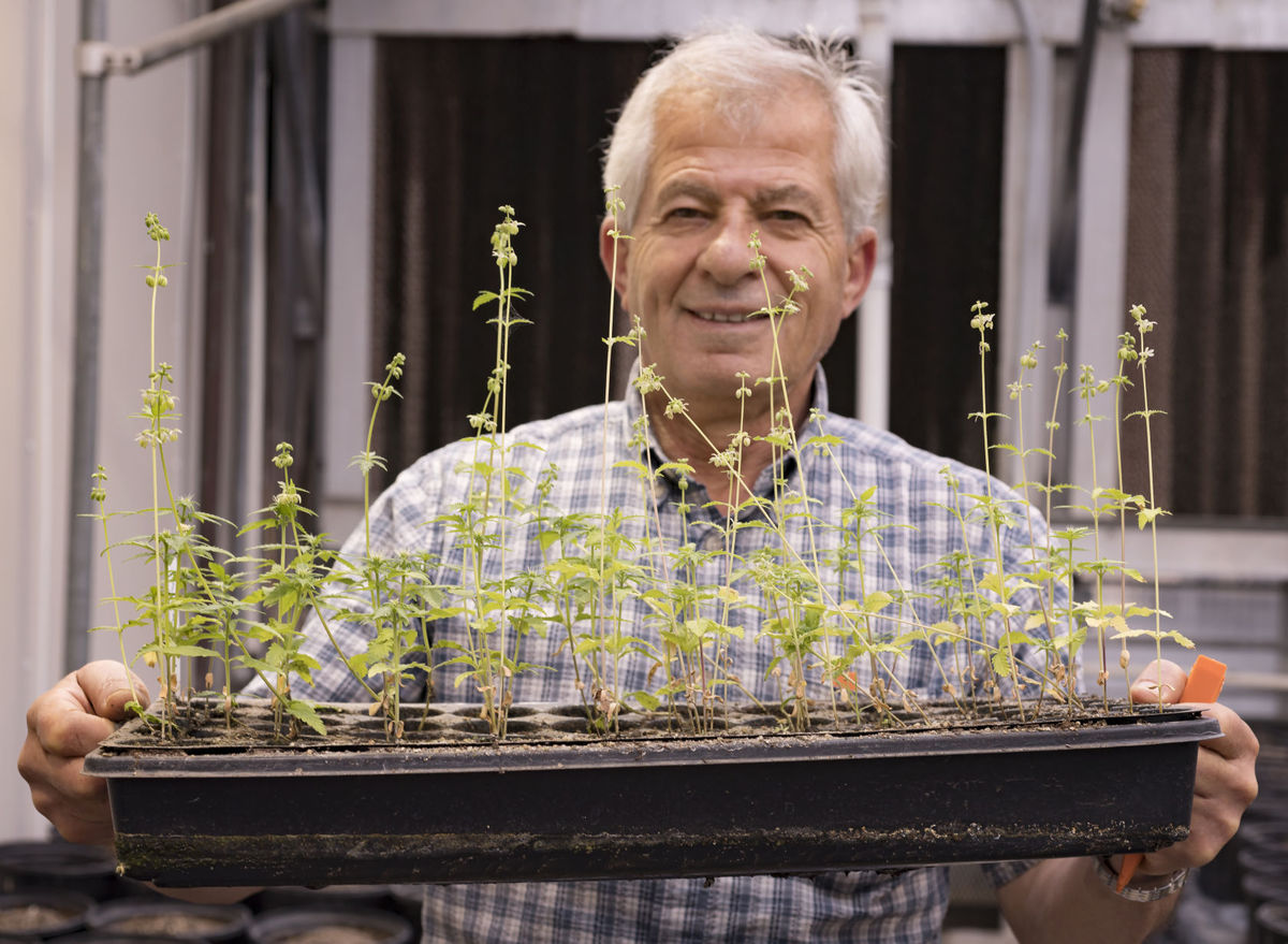Professor Ismail Dweikat holds a tray of hemp plants of a Canadian variety in his University of Nebraska–Lincoln East Campus greenhouse.  |  Photo by Ted Kirk, Journal Star