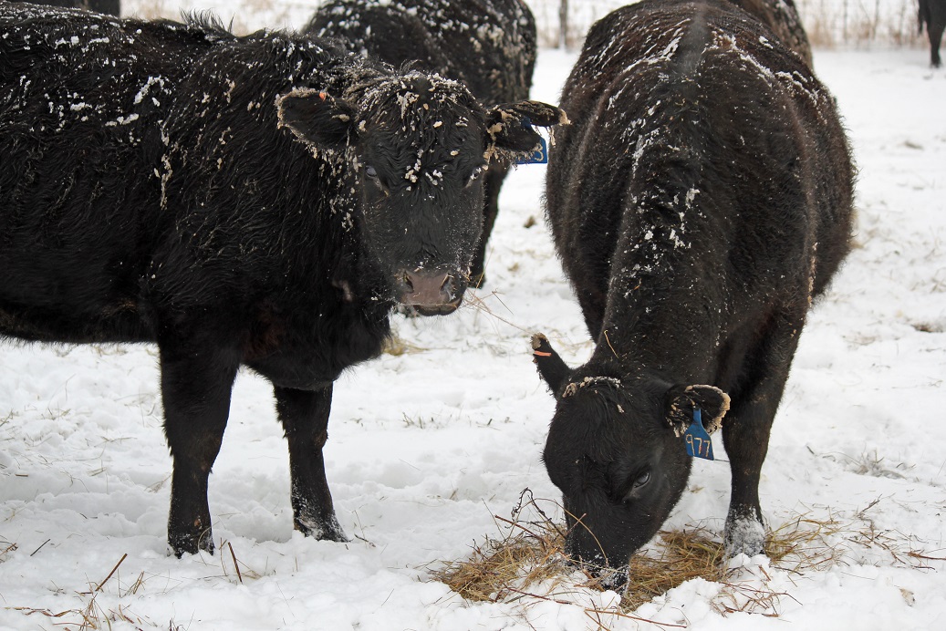 Moisture, high winds, and cold temperatures increase the cow's energy requirements.  Photo courtesy of Troy Walz.