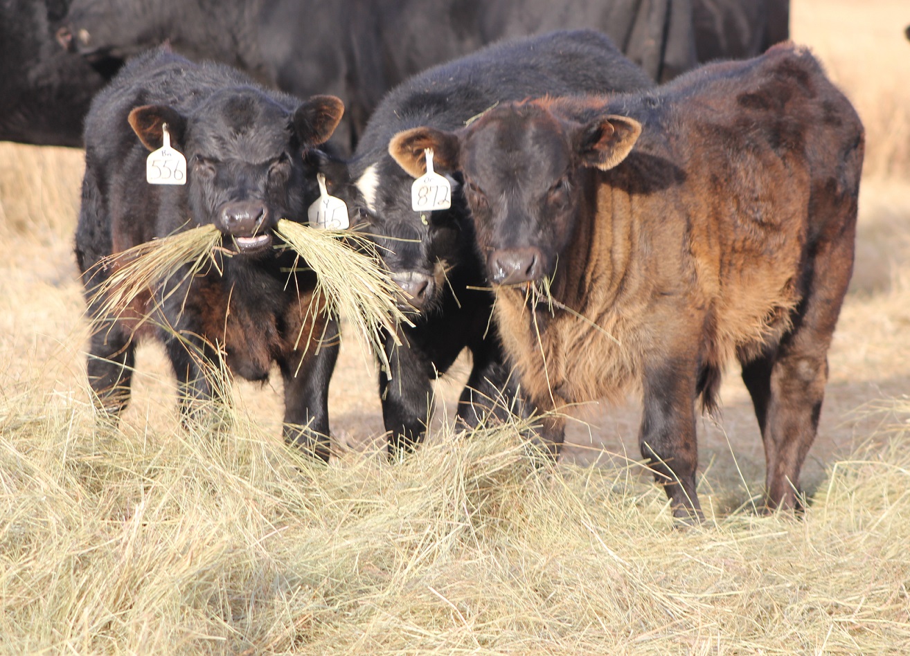 Cattle waste less hay when the amount fed is limited to what is needed each day.  Photo courtesy of Troy Walz.