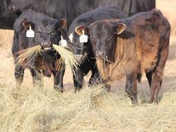 Cattle waste less hay when the amount fed is limited to what is needed each day.  Photo courtesy of Troy Walz.