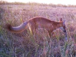 These images of the swift fox were captured as part of the Nebraska Canid Project, which identifies where the species lives to help inform its conservation in the state. | Courtesy of Nebraska Cooperative Fish and Wildlife Research Unit’s Lucia Corral and