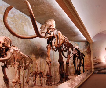 The University of Nebraska State Museum's Elephant Hall.