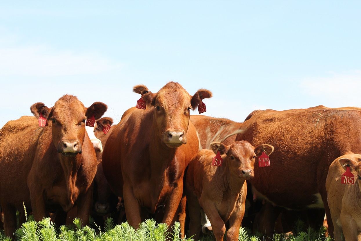 The program is designed to help cattle producers minimize input costs, generate additional income, utilize risk management strategies, and expand marketing opportunities.  Photo courtesy of Troy Walz.