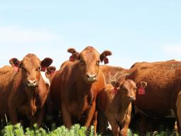 The program is designed to help cattle producers minimize input costs, generate additional income, utilize risk management strategies, and expand marketing opportunities. 