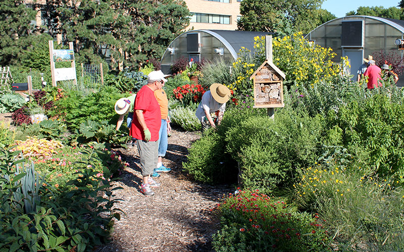 Nebraska Extension Master Gardeners in the Backyard Farmer garden on the University of Nebraska–Lincoln East Campus.