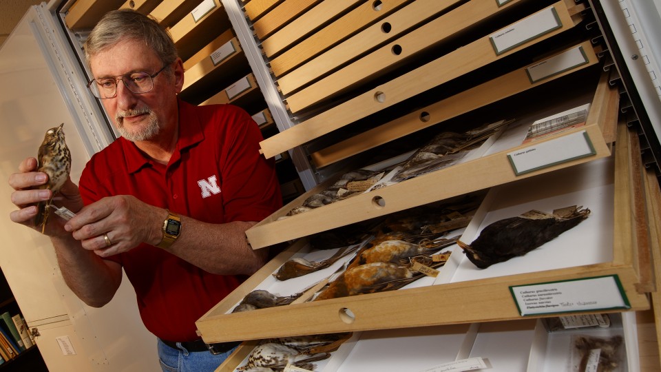 Robert Zink examines a bird specimen in the collections of the University of Nebraska State Museum. Zink, professor in the schools of natural resources and of biological sciences and curator of zoology, is co-author of a paper showing that zoologists have